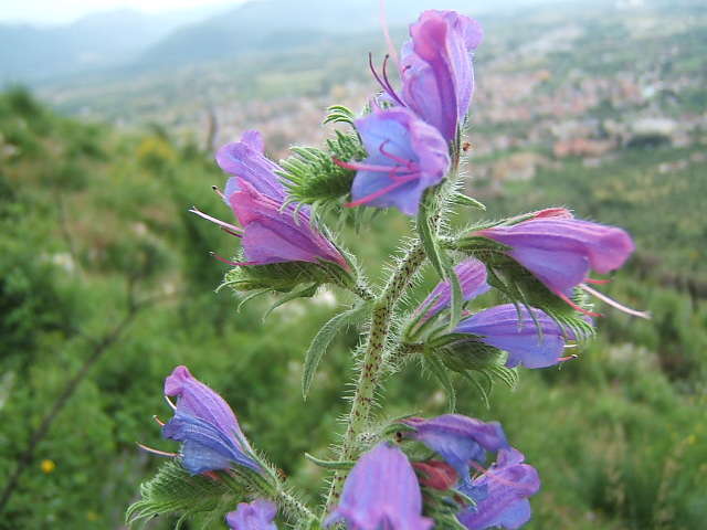 Erba viperina o Echium